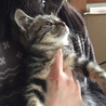 アメショウ風グラちゃん サムネイル2