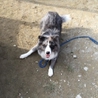 再募集＊ボーダーコリー・２歳・オス サムネイル2