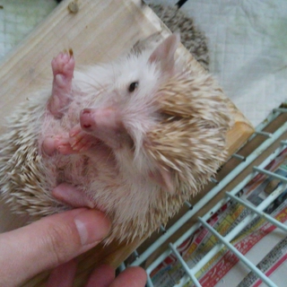 ハリネズミのこども！