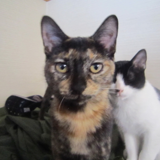 やさしいサビ猫ちゃん
