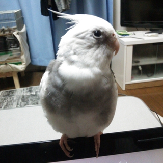 ホワイトフェイスの可愛い手乗りオカメちゃんです♪