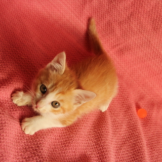 生後２ヶ月程度のかわいい子猫です