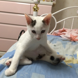 子猫（迷いネコから産まれた）