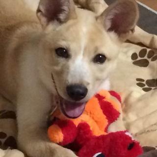 譲渡候補犬のご紹介（ビット（譲渡後に名前変更可））