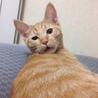 元気いっぱいの茶トラボーイ サムネイル3