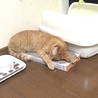 元気いっぱいの茶トラボーイ サムネイル7