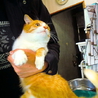 可愛い♪茶トラ白のトミー君♪里親募集中～～♪  サムネイル4