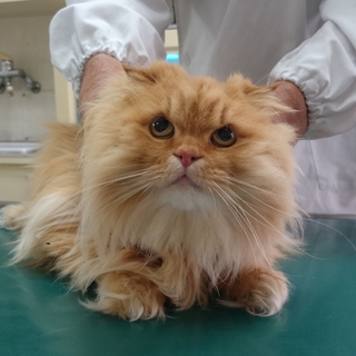 もうすぐ7歳のメス猫リリーです。