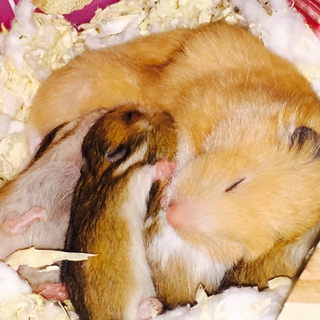 ゴールデンハムスターの里親募集！