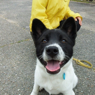 譲渡候補犬のご紹介（チェス（譲渡後に名前変更可））