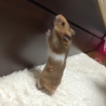 ゴールデンハムスターの子どもの里親募集です サムネイル6