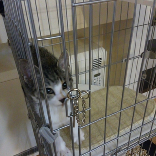 純和風な美猫♂