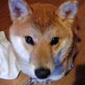里親様が決まりました！皆様のお心遣いに感謝します。