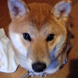 里親様が決まりました！皆様のお心遣いに感謝します。