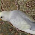 ｾｷｾｲｲﾝｺ2か月弱の里親様募集