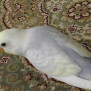 ｾｷｾｲｲﾝｺ2か月弱の里親様募集