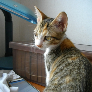 抱っこ大好き三毛ちゃん