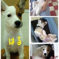 生後５ヶ月メス里親募集