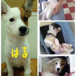 生後５ヶ月メス里親募集