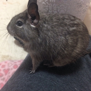 ブルーデグー♂里親さま募集