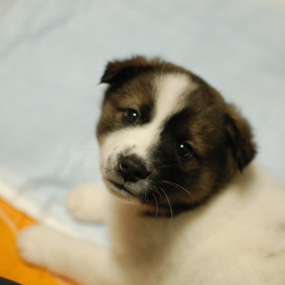 【一時中断】仔犬の里親さん募集中！　わかめ編