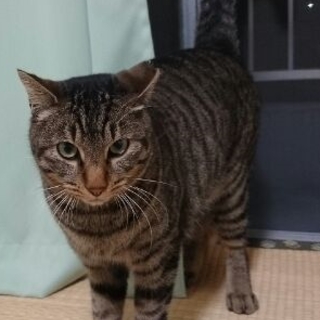 人慣れした成猫の飼い主募集中！