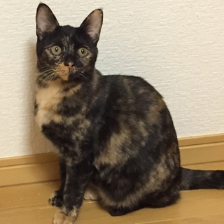 潤んだクリクリ瞳のサビ猫ちゃん