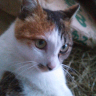 三毛猫のメスです