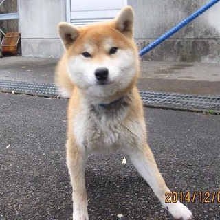 里親募集です。