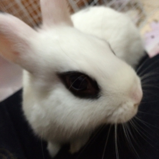 至急里親募集です！