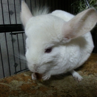 チンチラの里親を募集します。
