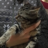 アメショウ風グラちゃん サムネイル4