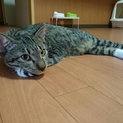 無邪気なキジトラの里親さん探しています！