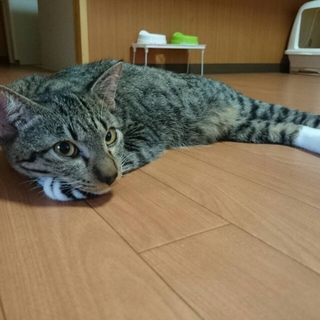 無邪気なキジトラの里親さん探しています！