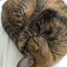 近畿圏 猫の里親募集 サムネイル4