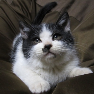 生後二カ月かわいい子猫
