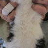 生後二カ月かわいい子猫 サムネイル2
