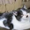 生後二カ月かわいい子猫 サムネイル3