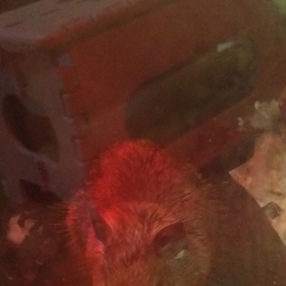 テグー