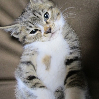 生後二カ月！かわいい子猫