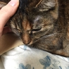 近畿圏 猫の里親募集 サムネイル3