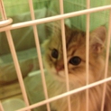 チンチラゴールデンの子猫