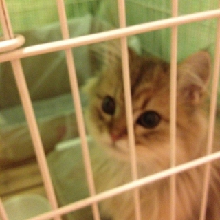 チンチラゴールデンの子猫