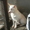 白の子犬の里親様探しています サムネイル2