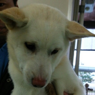白の子犬の里親様探しています