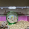 ハムスター里親募集 サムネイル2