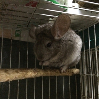 チンチラの里親さん募集です