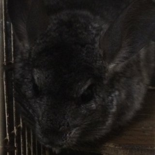 チンチラの里親さん募集