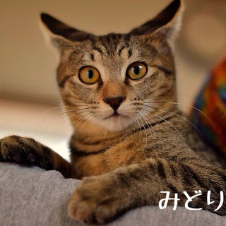 トラトラトラそっくり６兄妹
