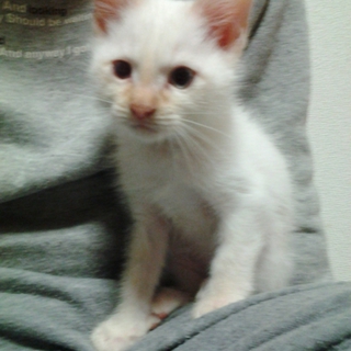 全体が白色の猫ちゃんです